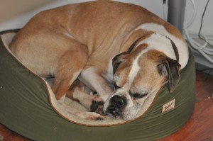 Austin under my desk