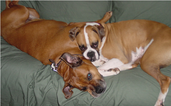 Dogs Ruby and Austin getting cozy on the couch